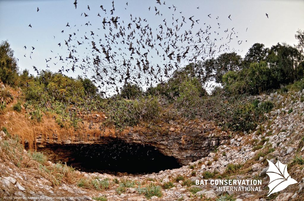Bracken Cave Preserve (Bat Conservation International Inc)