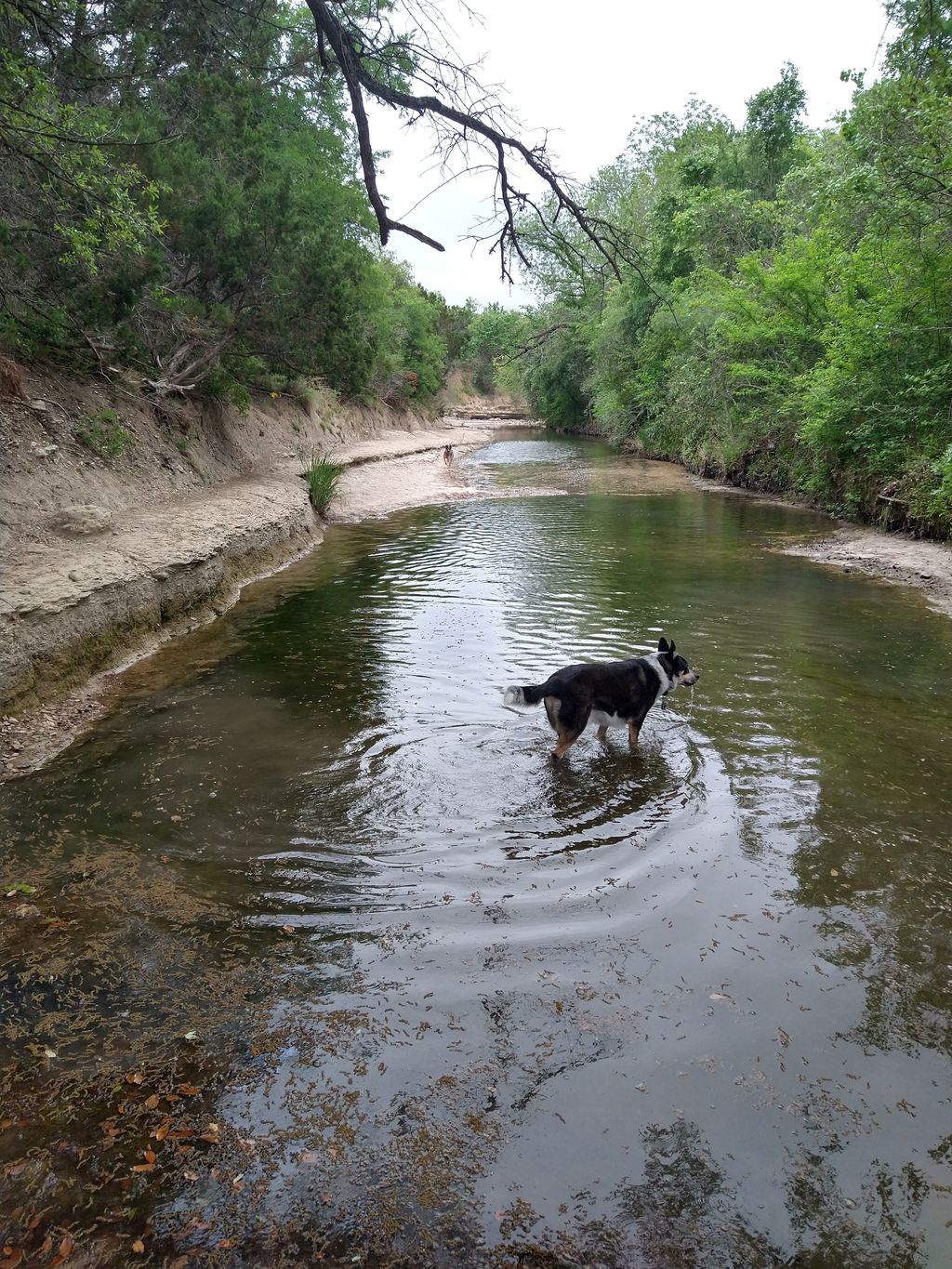 Brushy Creek Dog Park