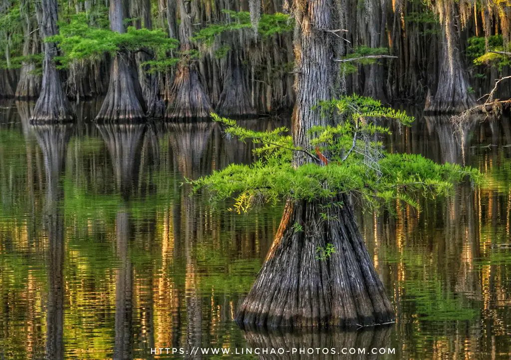 Caddo Lake State Park