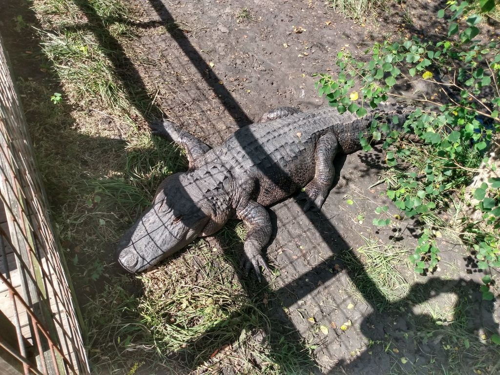 Crocodile Encounter