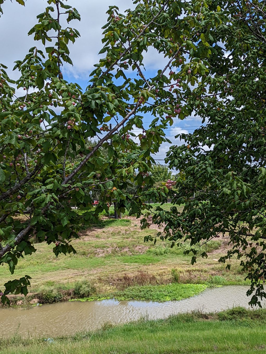 Edible Arbor Trail