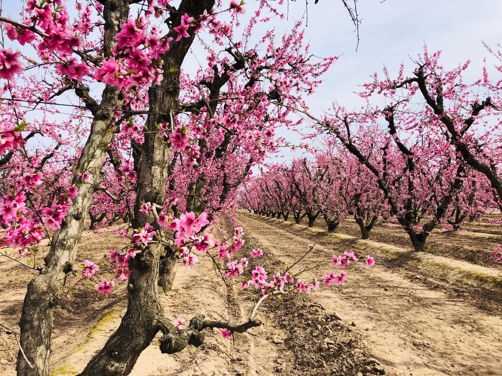 Fresno County Blossom Trail