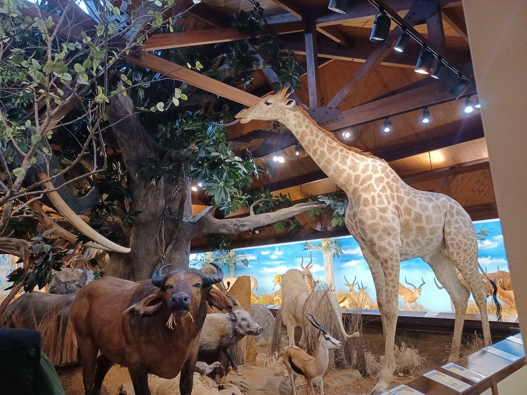 Harber Wildlife Museum