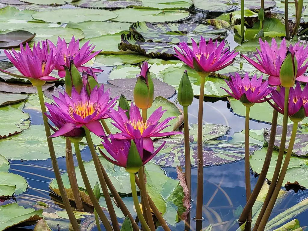 International Waterlily Collection