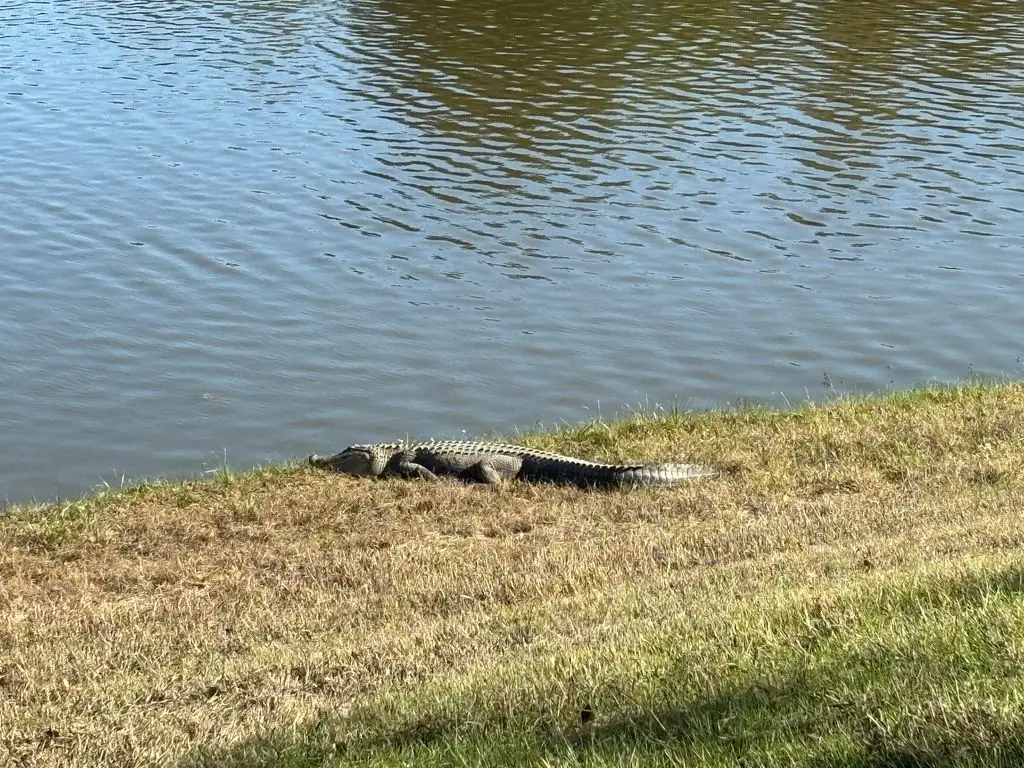 Nelson Way Gator 🐊 View Park