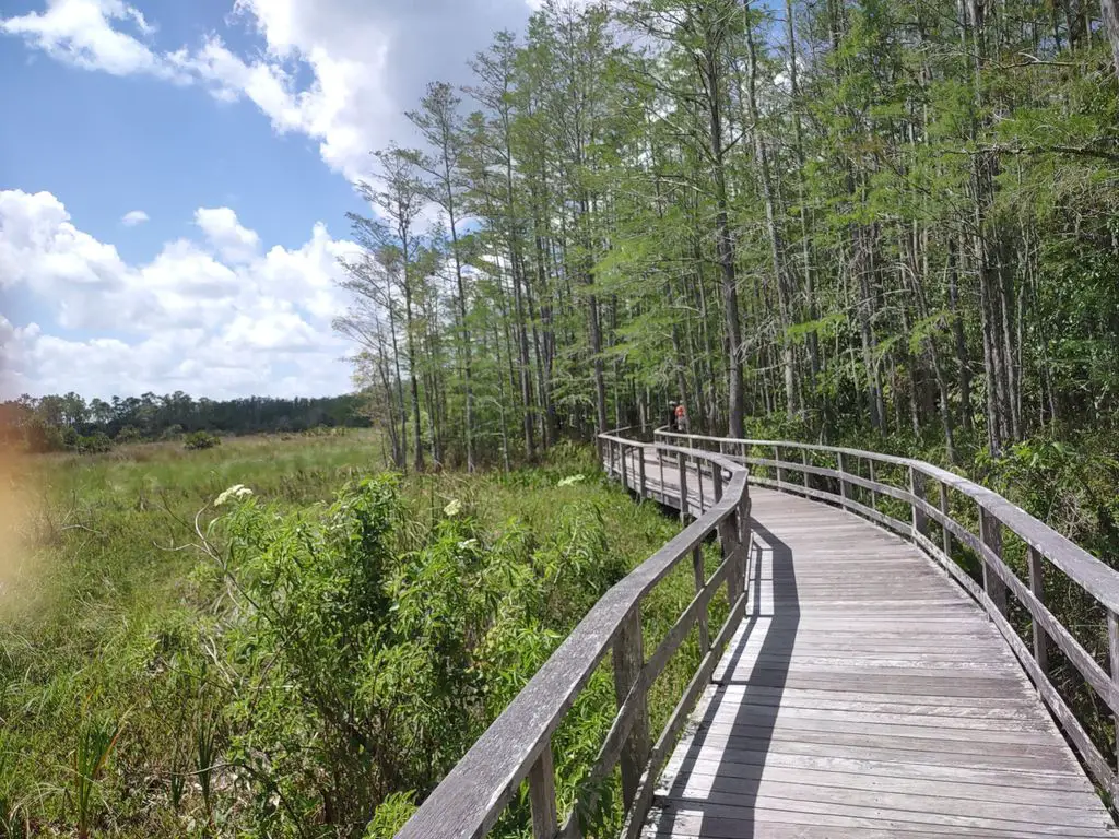 Audubon-Corkscrew-Swamp-Sanctuary-ONLINE-TICKETS-RECOMMENDED-1