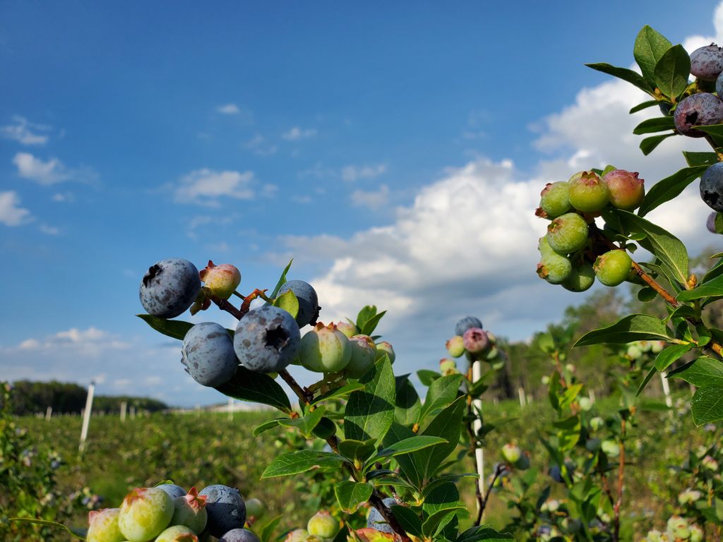 Starkey-Blueberry-Farm-1