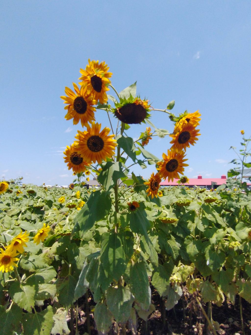 Sunflower-Field