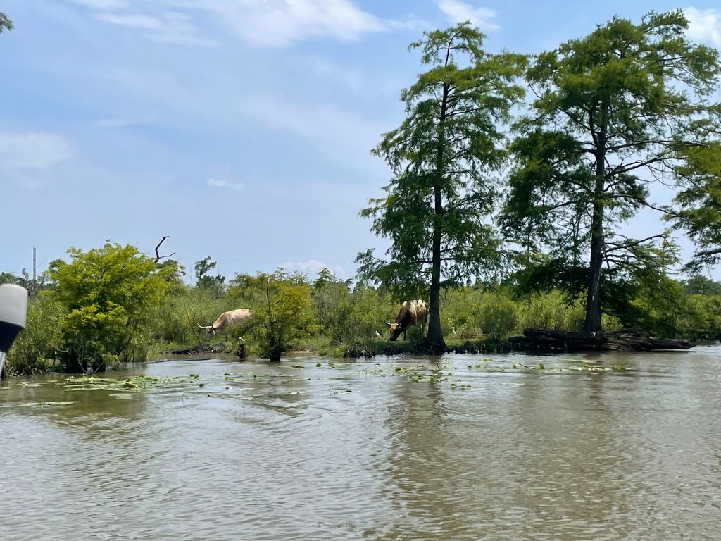 Swamp-River-Tours