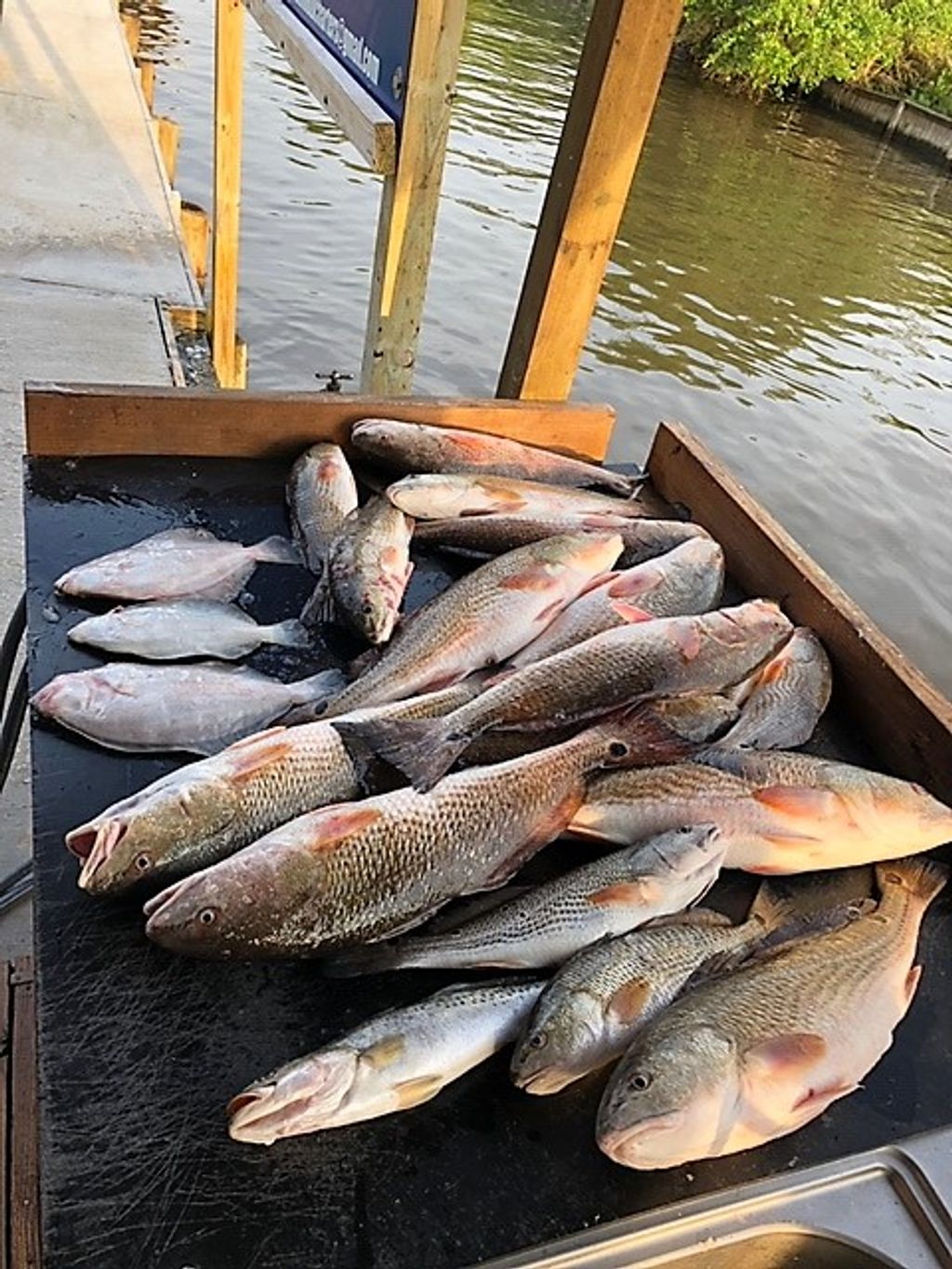 Trout-Mouth-Charters
