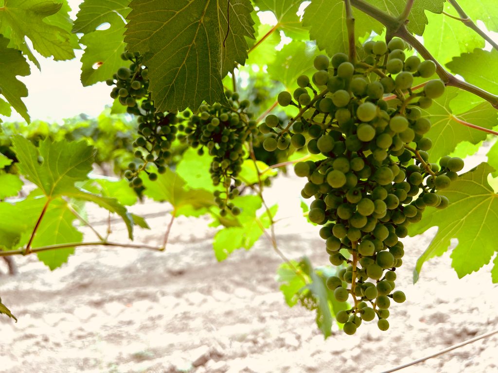 Val-Verde-Winery